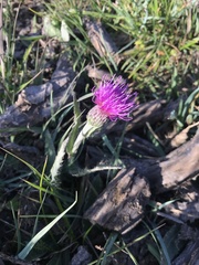 Cirsium dissectum