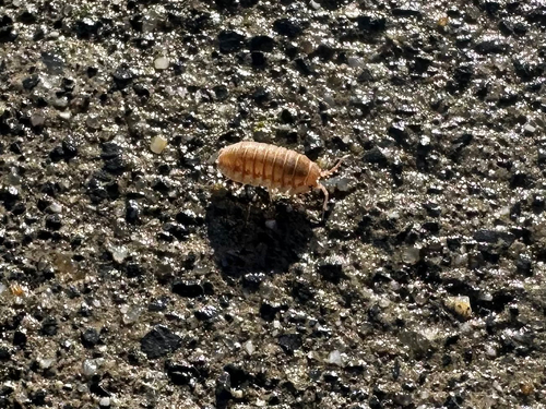 Nosy Pill Woodlouse