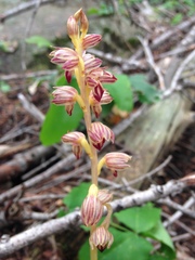 Corallorhiza striata vreelandii