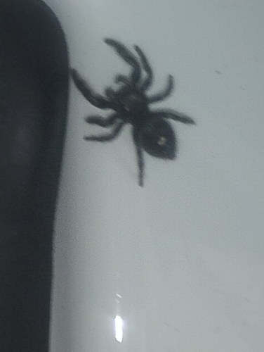 Bold Jumping Spider