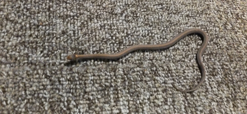 Red-bellied Snake