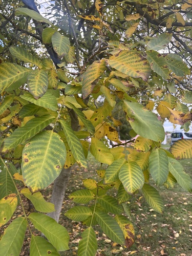 Persian walnut