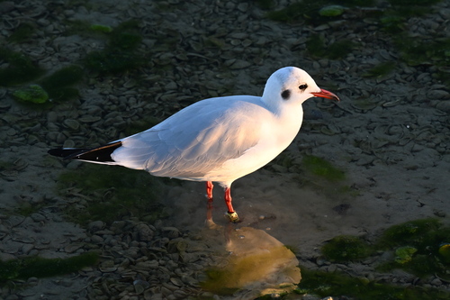 Black-headed Gull