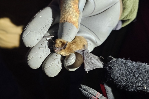 iNaturalist observation photo of Mouse-eared Bats