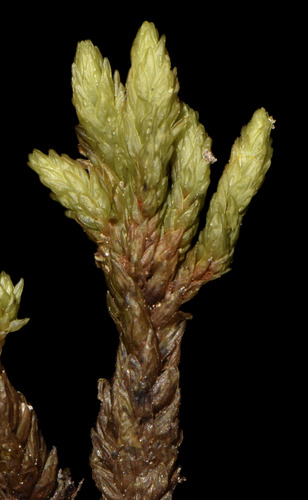 Aulacomnium turgidum observed 2026-10-11