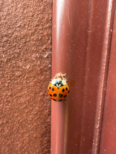 Dinocampus coccinellae observed 2026-10-13