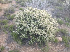Eriogonum fasciculatum polifolium