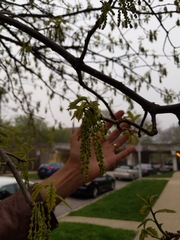 Quercus
