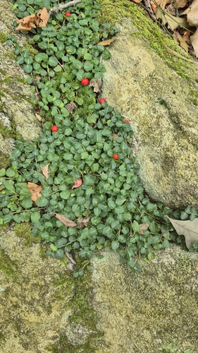 partridgeberry