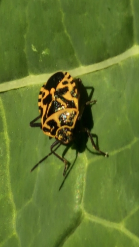 cruciferous bug