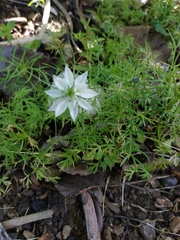 Nigella damascena