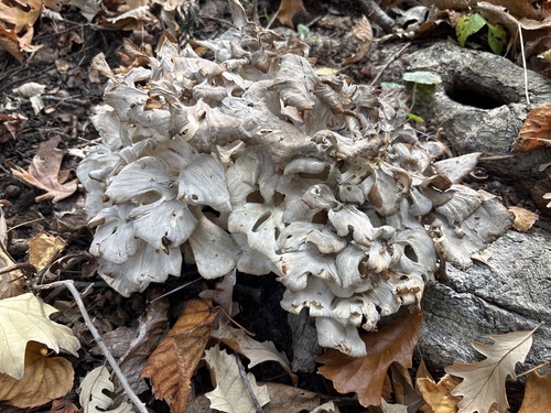hen of the woods