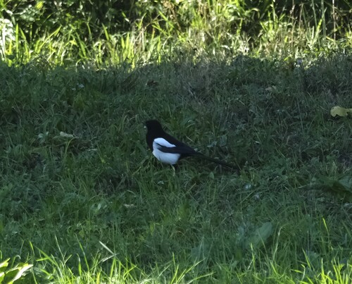 Eurasian Magpie
