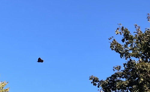 Migratory Monarch