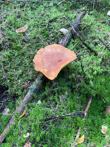 Rufous Milkcap