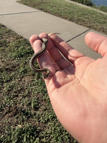 Plains Garter Snake
