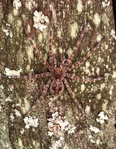Dark Fishing Spider