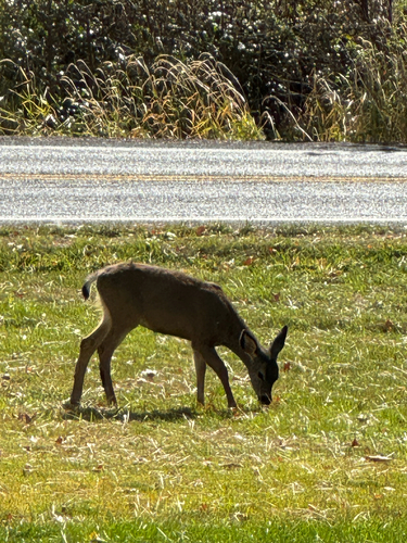 Mule Deer