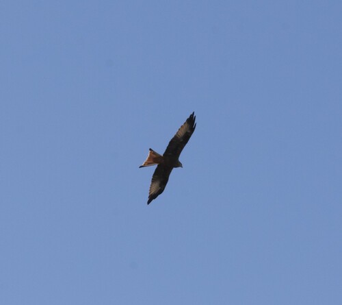 Red Kite