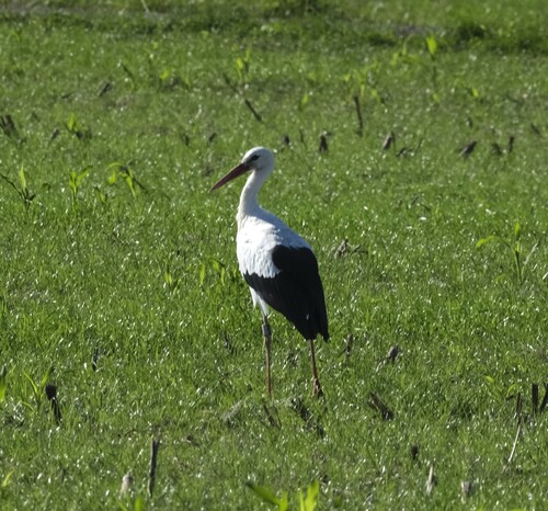 White Stork