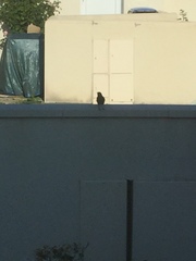 Phoenicurus ochruros