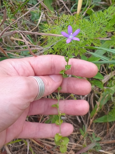 Triodanis perfoliata observed 2026-10-10