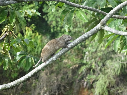 Short-tailed Porcupine