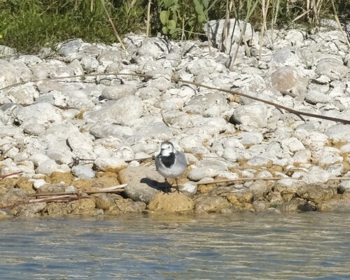 White Wagtail