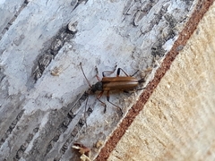 Cortodera humeralis