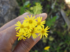 Jacobaea delphiniifolia
