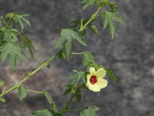 Hibiscus surattensis observed 2026-10-13