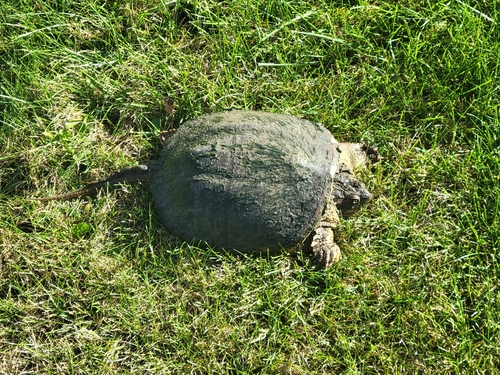 Common Snapping Turtle