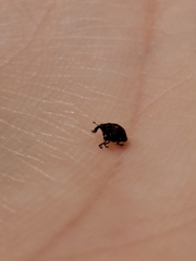 Rhinoncomimus latipes