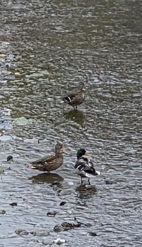 Mallard