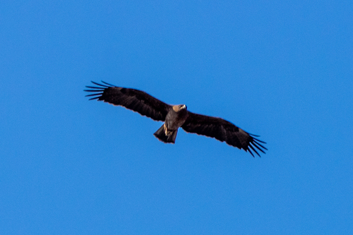 iNaturalist image