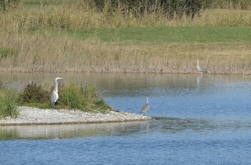 Grey Heron