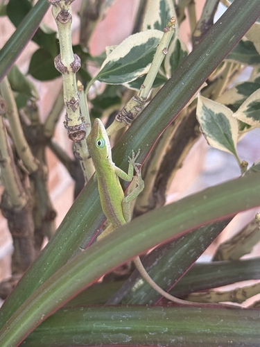 Green Anole