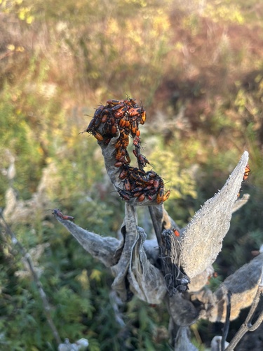 Large Milkweed Bug