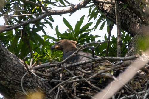 iNaturalist image
