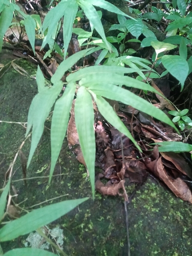 Ichnanthus pallens observed 2026-10-13