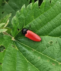 Ampedus cinnaberinus