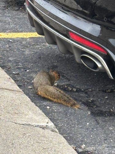 Eastern Fox Squirrel