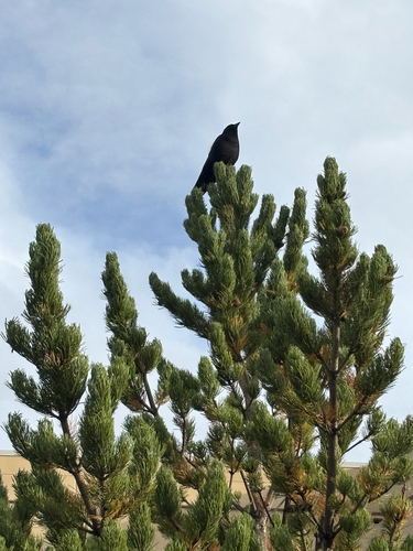 American Crow