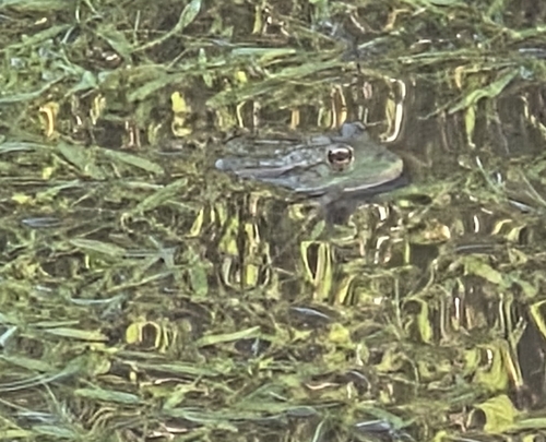 Iberian Green Frog