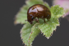Agathidium