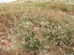 Gypsophila paniculata