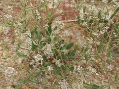 Gypsophila paniculata