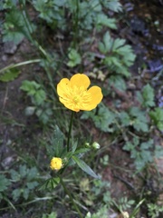 Ranunculus repens