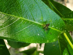 Chrysopilus tomentosus