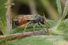 Poecilandrena